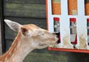 Sprzedaż paszy/karmy dla zwierząt w Niemczech – obowiązki i ograniczenia w e-handlu B2B